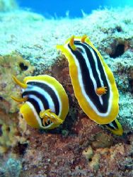 Chromodoris at Sharksbay taken with Nikon Coolpix 4300. by Nikki Van Veelen 